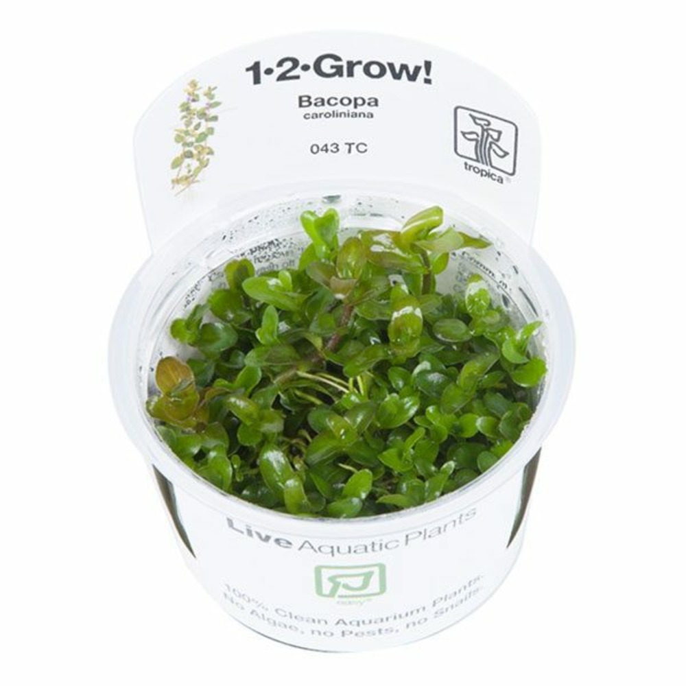 Bacopa caroliniana in vitro