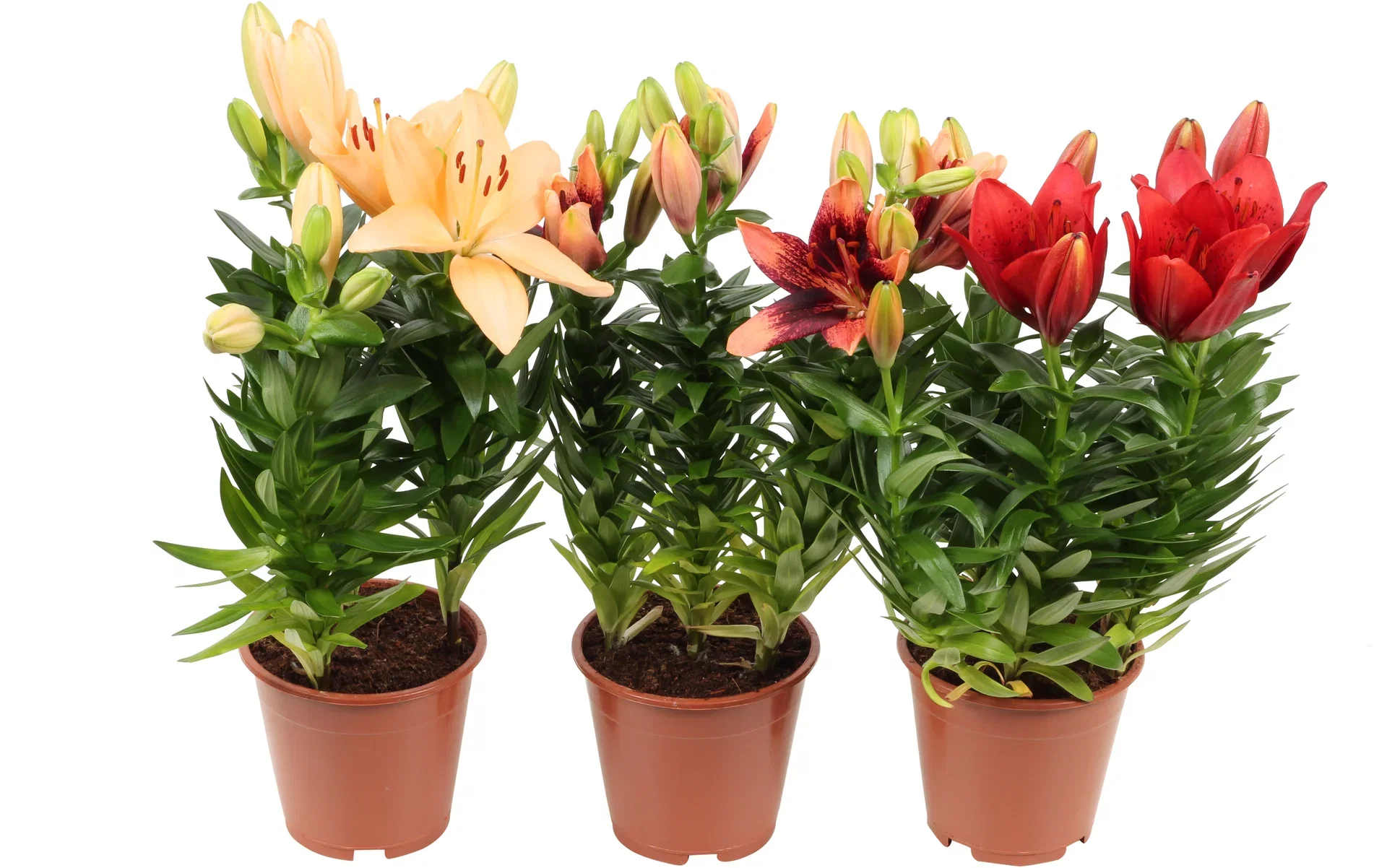 Lilium Lilje 'Aziaten' Høyde 40 cm