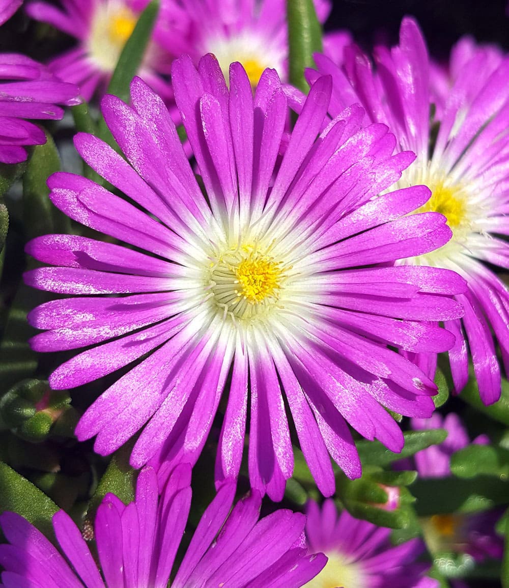 Winterharte Eisblumen 'Summer Mix'