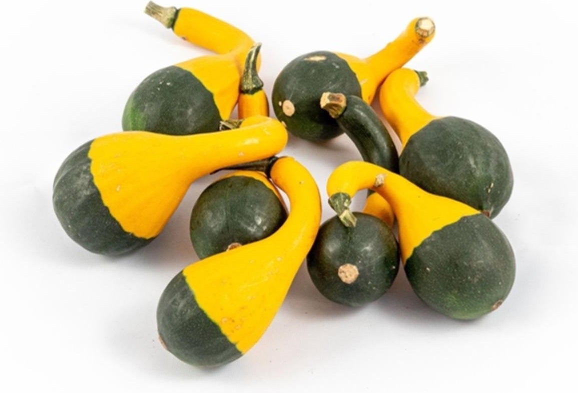 Sierkalebas (Cucurbita 'Koshare Spoon') D 5 cm