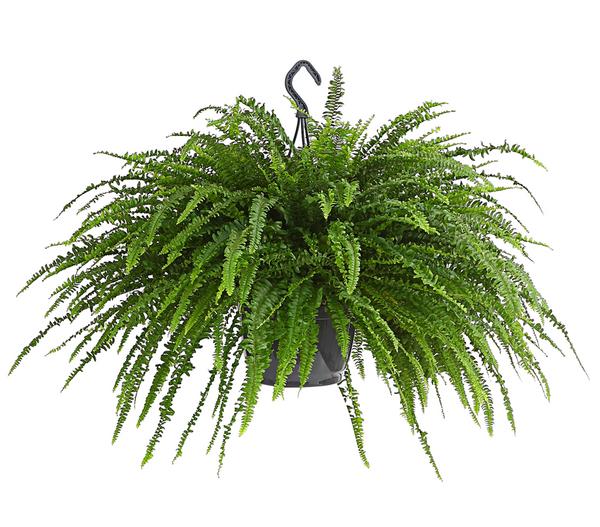 Schwertfarn - Nephrolepis exaltata, Ampel
