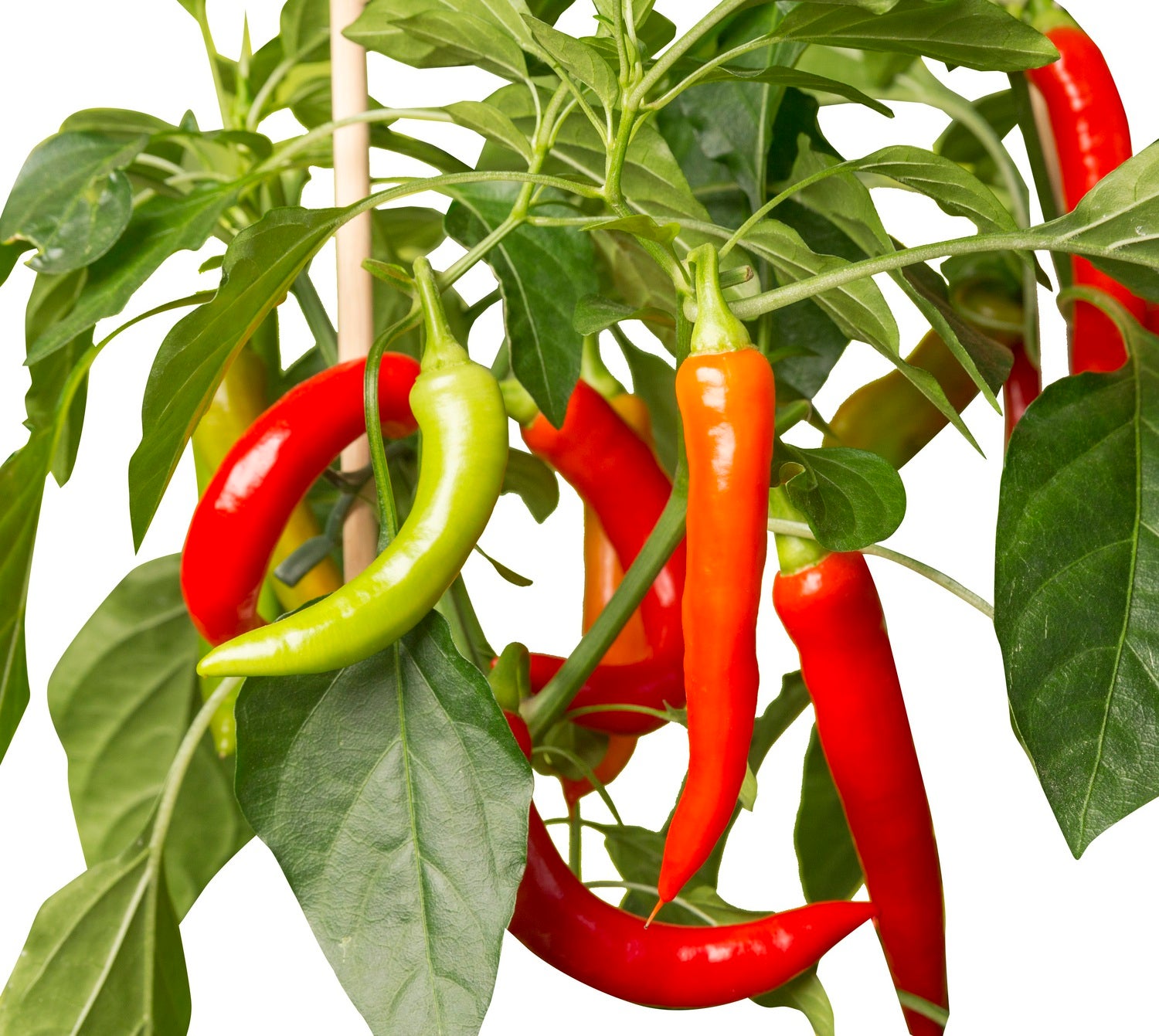 Pick-&-Joy Plukpeper rood (Capsicuum Anuum) D 14 H 40 cm