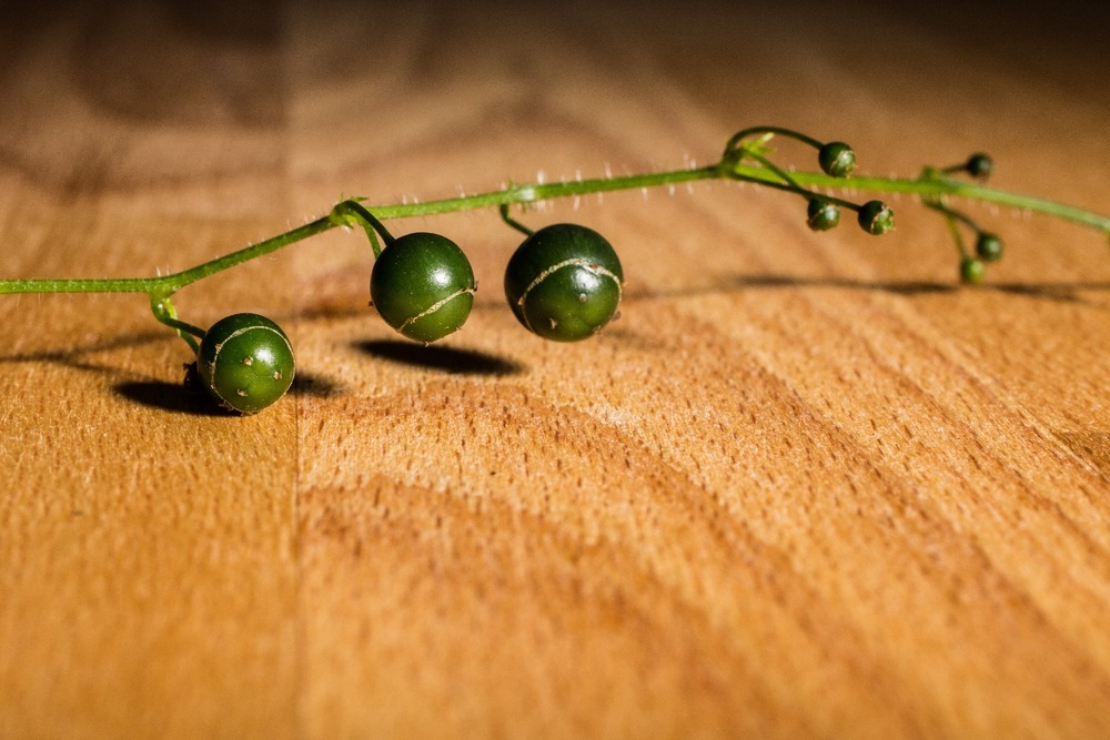 La plante de l’immortalité - 30 graines - gynostemma pentaphyllum