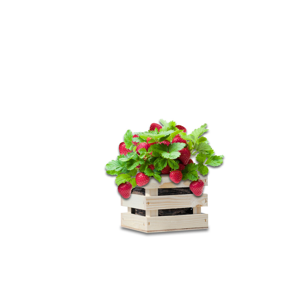 Baza Garden Box Strawberry Extra Zoete Aardbei