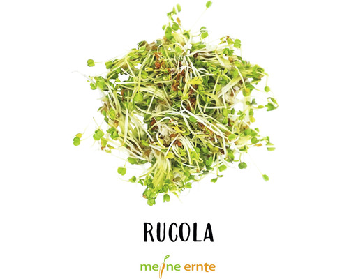 Biologische spruiten, mijn oogst spruitenset 'Breaktime Feast' 4 stuks, rucola, gele mosterd, rode biet en gourmetmix