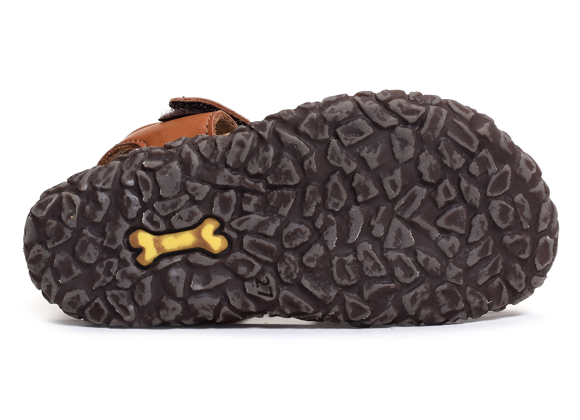 Raxi camel