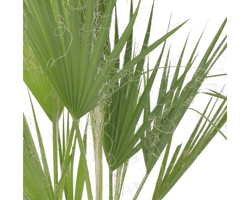 Washington palm, Petticoat palm FloraSelf Washingtonia robusta H 80 cm Ø 21 cm pot