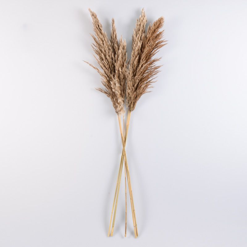 5 tiges de pampas