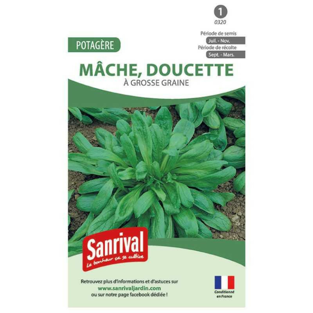 Graines mâche à grosse graine (doucette)