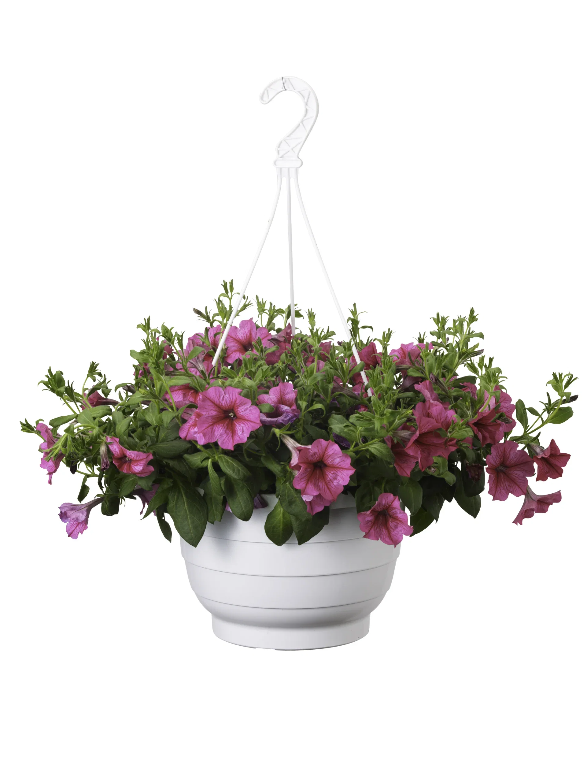 Petunia h. Sanguna Pink h.basket 25 cm Petunia i ampel Ø25 cm