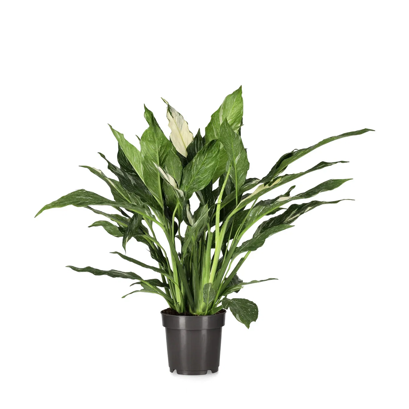 Spathiphyllum spp. 'Diamond' Fredslilje 'Diamond' Høyde 45 cm
