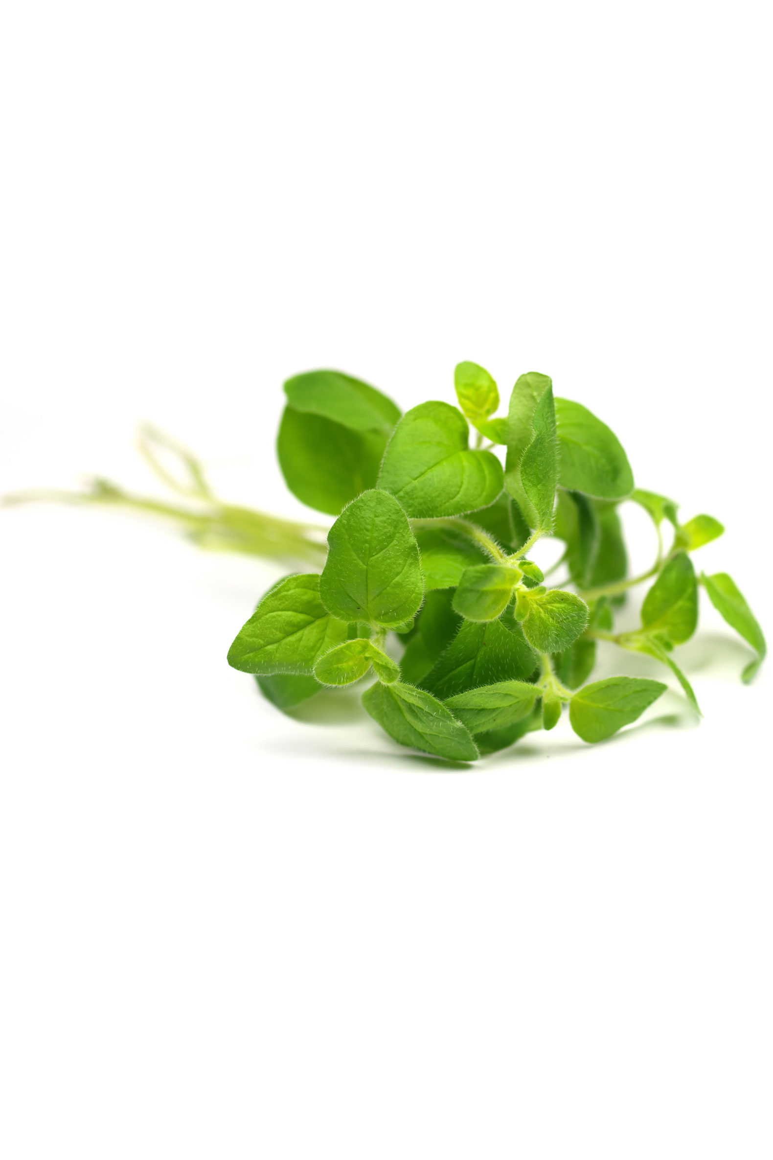 Huile d'origan   Origanum vulgare