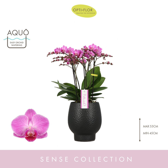 Orchidée Phalaenopsis 'Bellissimo Caro' H50cm en Coupe noire D15 cm