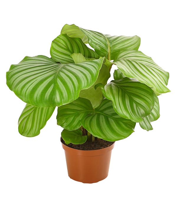 Korbmarante - Calathea orbifolia