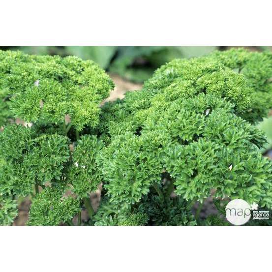 Plant de persil frisé : pot de 1 litre