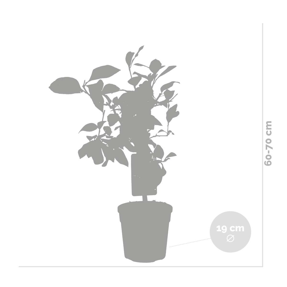 Citrus limon - citronnier - arbre fruitier - persistant - ⌀19 cm - ↕60-70 cm