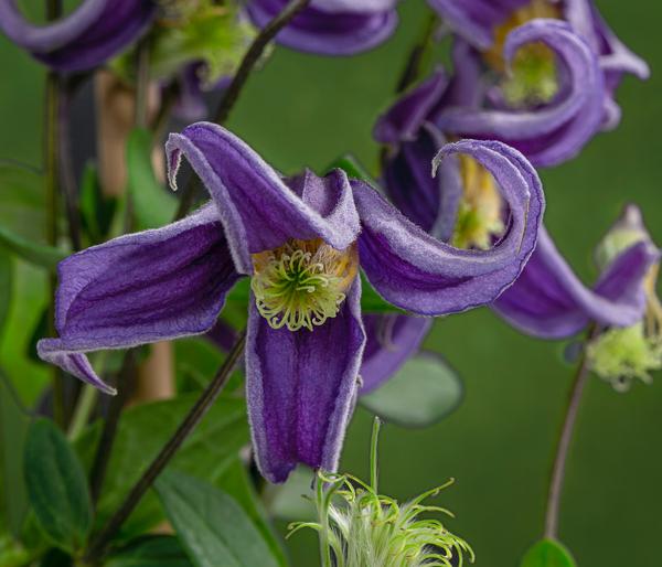Waldrebe - Clematis 'Fascination'