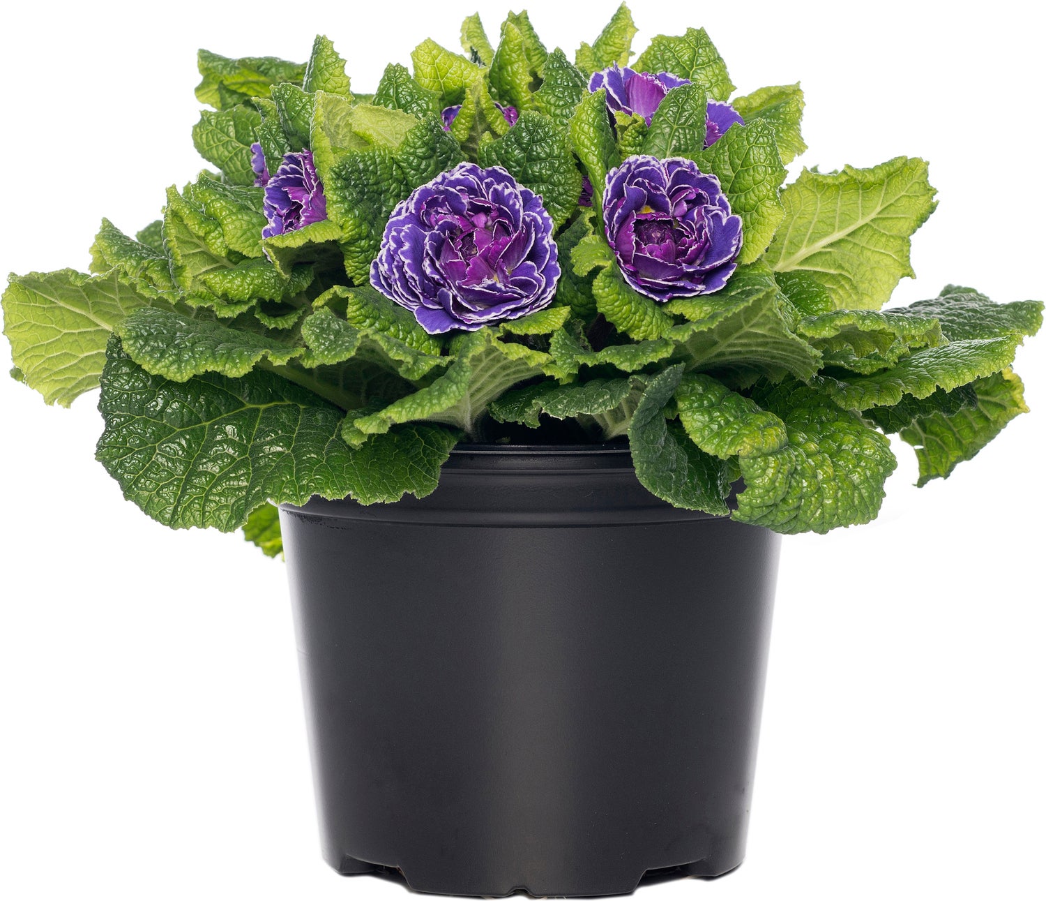 Sleutelbloem (Primula vulgaris 'Belarina') D 12 H 15 cm