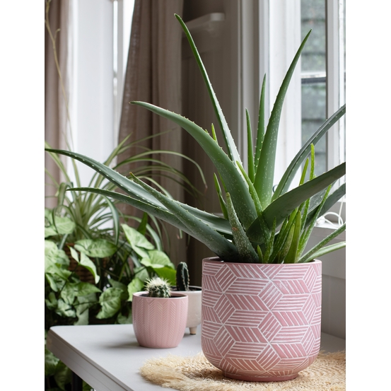 Aloe Vera x3 - pot D10,5cm