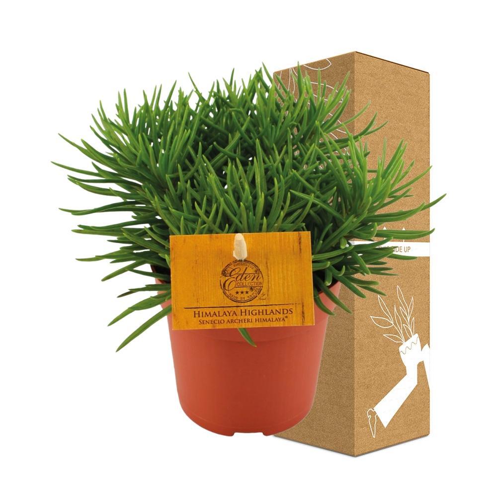 Plante d'intérieur - senecio himalaya 15.0cm