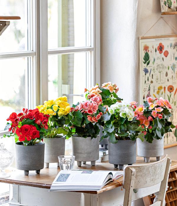 Elatior-Begonie - Begonia elatior
