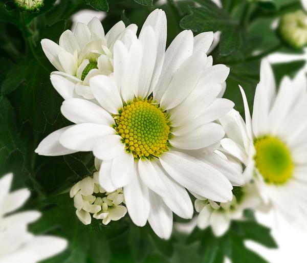 Chrysantheme 'Swifty', ca. 20-30 cm,