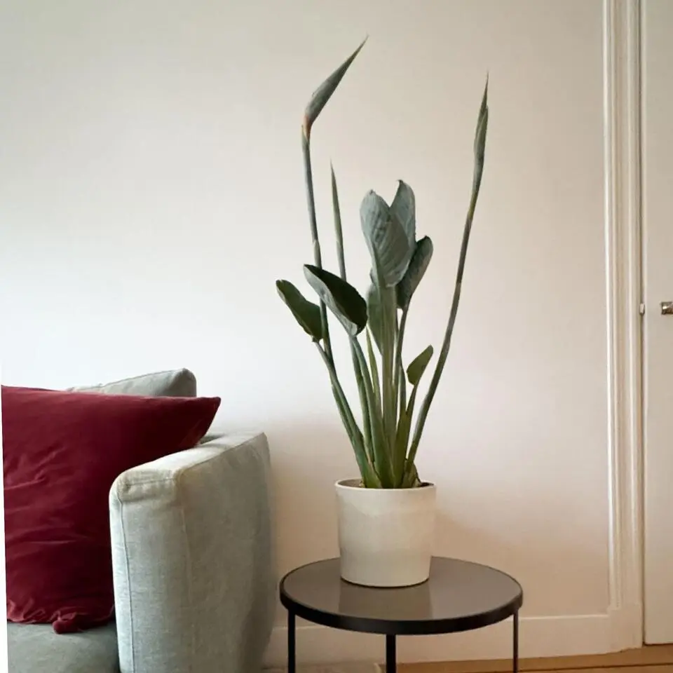 Paradijsvogelbloem - Strelitzia reginae - met bloemen - Hoogte 70-100cm - Ø19cm