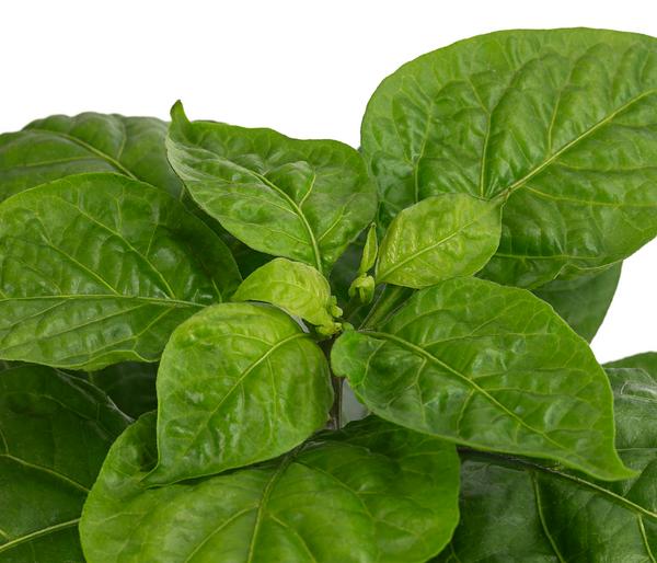 Chili 'Habanero', orange