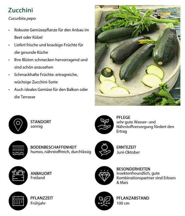 Zucchini, grün