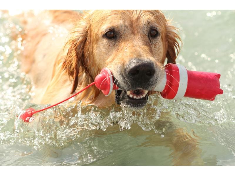 Rogz Schwimmspielzeug Lighthouse Rot-Weiss Schwimmfähiges Apportierspielzeug für Hunde