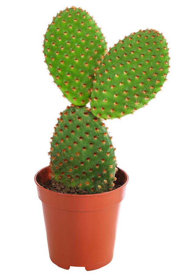 Feigenkaktus - Opuntia microdasys,