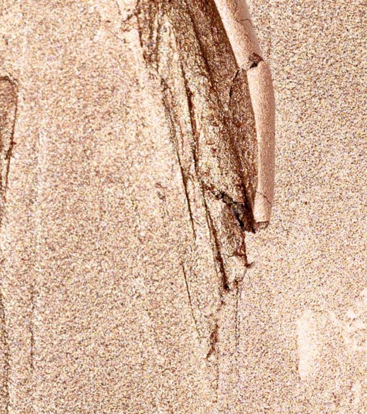 Palladio - Sombra em bastão - 02: Champagne Shimmer