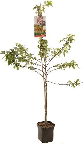Intratuin biologische Sierappel (Malus 'Red Sentinel') D 24 H 210 cm