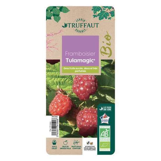Framboisier Tulamagic® 'Fruatfri' bio : pot de 1,5L