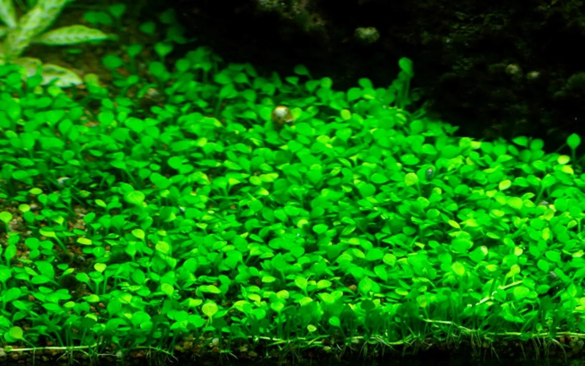 Waterplant Marsilea Minuta