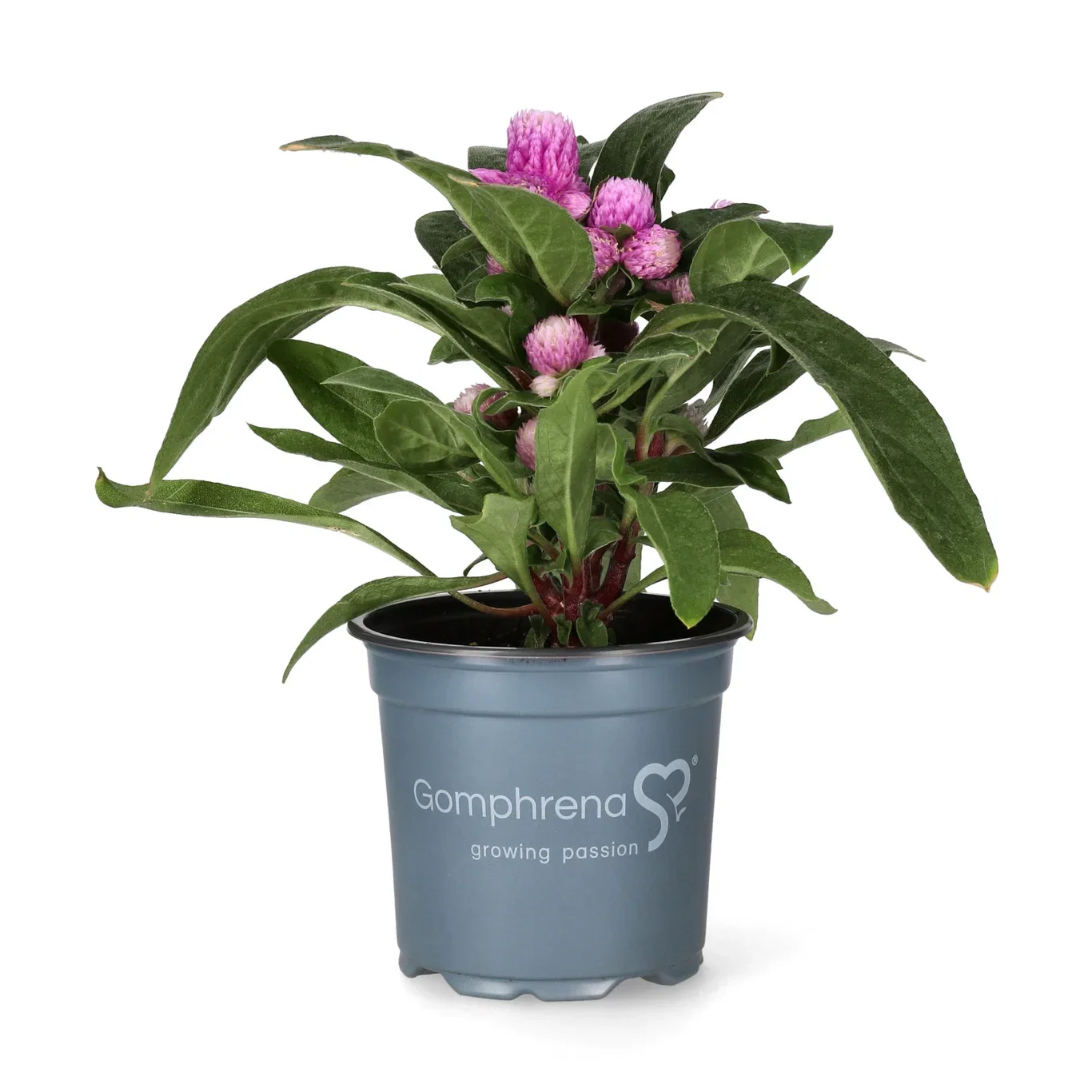 Gomphrena Rose 10,5 cm Kuleamarant Ø10,5 cm