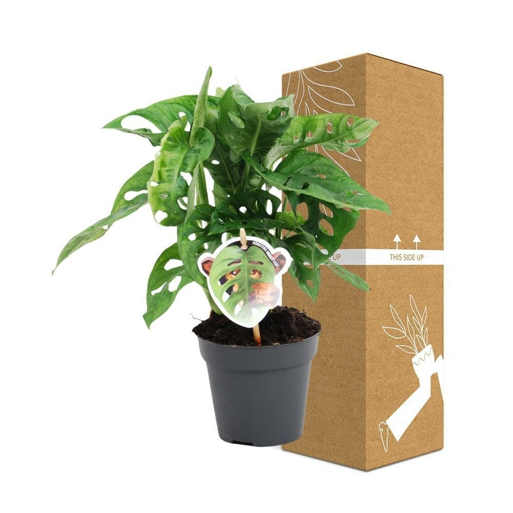 Plante d'intérieur - monstera adansonii 30.0cm