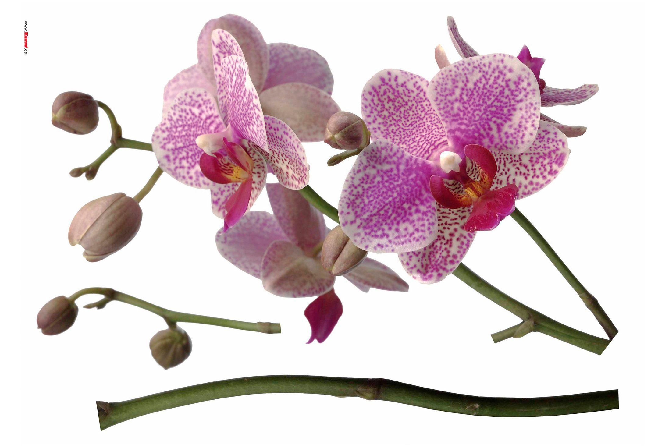 Komar Wandtattoo »Orchidee - Grösse 100 x 70 cm« selbstklebend, Wandsticker