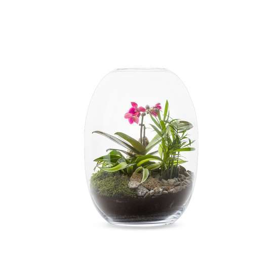 Terrarium 