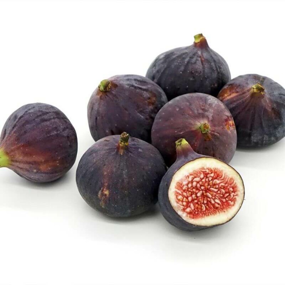 Figuier commun (ficus carica) - godet - taille 15/30cm