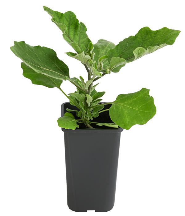 Mini Aubergine