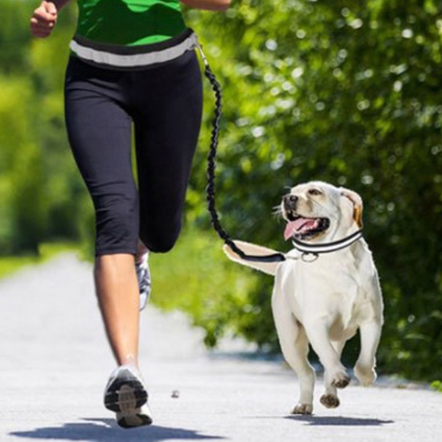 cinto esportivo para animais de estimação