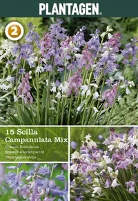 Hyacinthoides hispanica Spaniablåstjerne miks