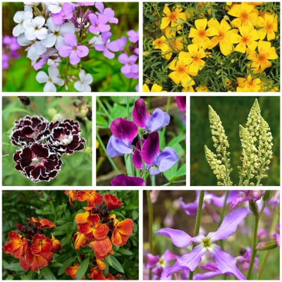 Blumensamen Duftende Blumen
