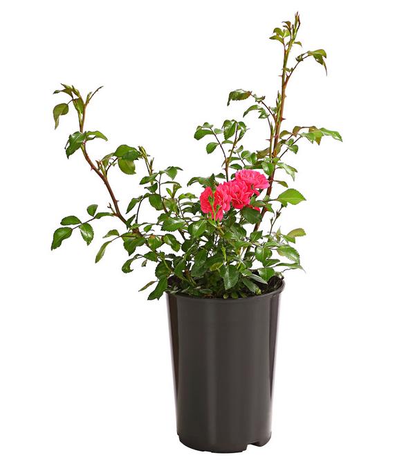 Bodendeckerrose 'Lovely Fairy®'