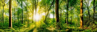 PRO ART Alu-Art Bild WONDERFUL FOREST II 50 x 150 cm mehrfarbig