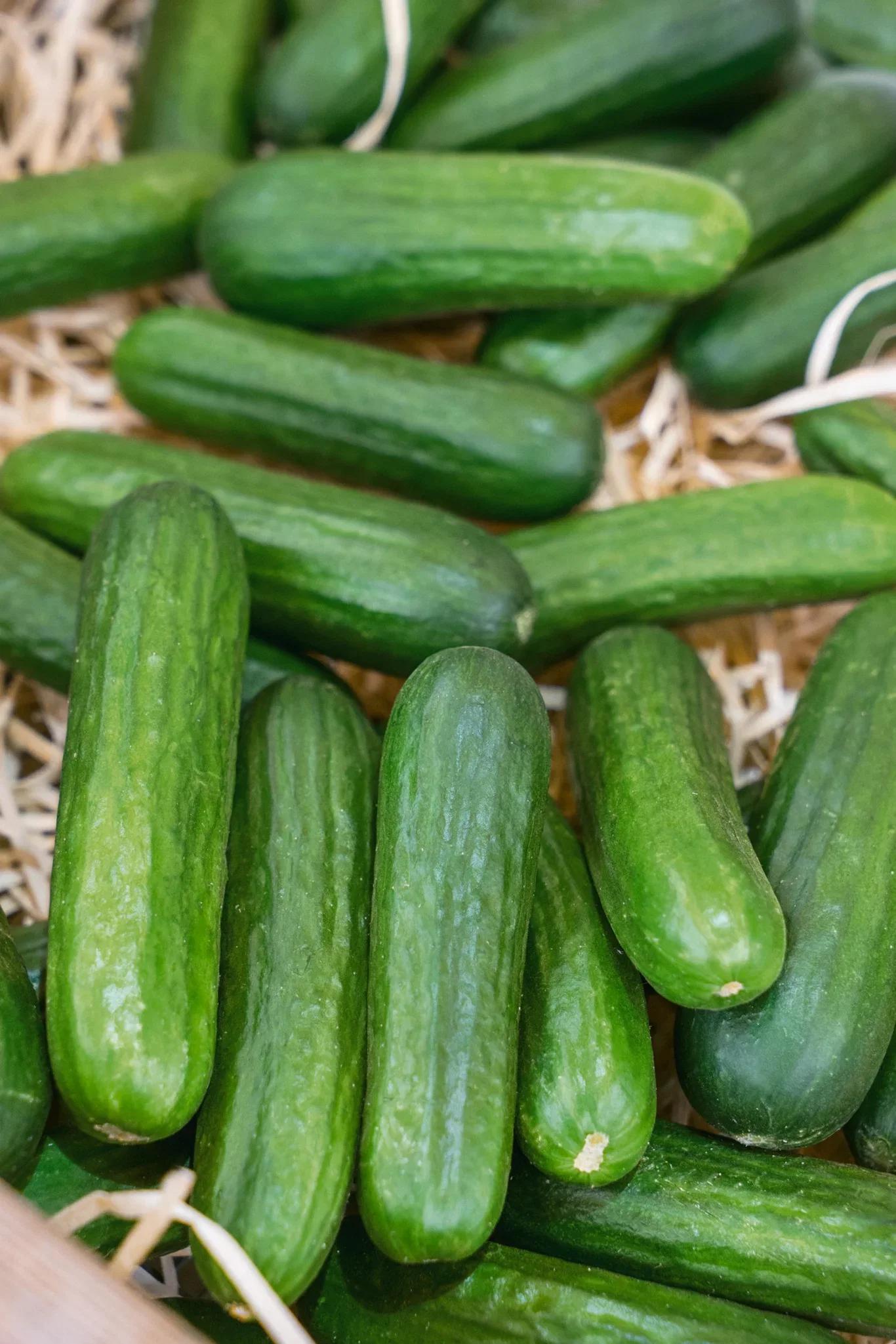 Cucumis 'Baby' Miniagurk 'Baby' Ø6 cm