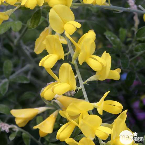 Genista ' Porlock ' : pot 7.5L