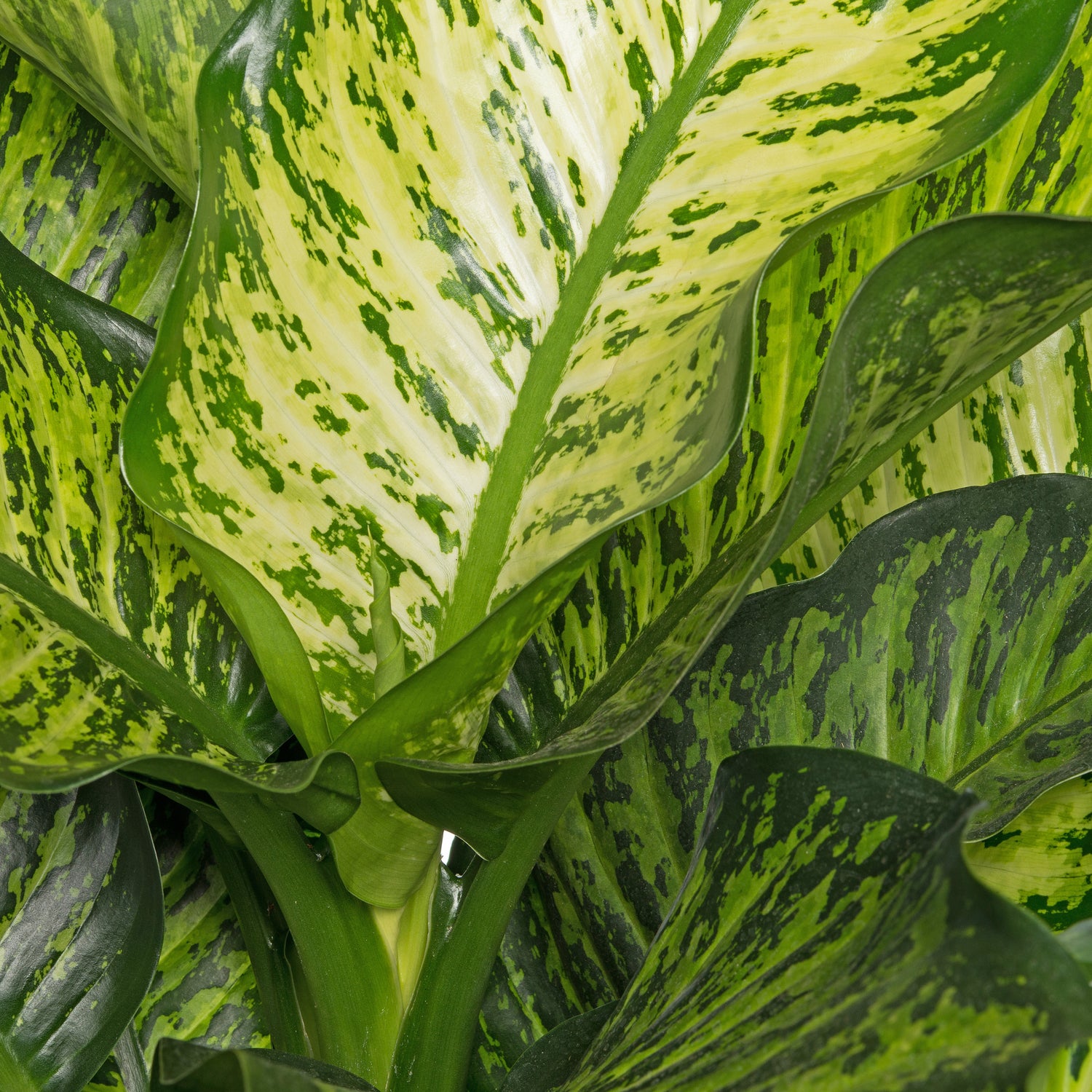 Dieffenbachia (Dieffenbachia seguine 'Maroba') D 21 H 90 cm