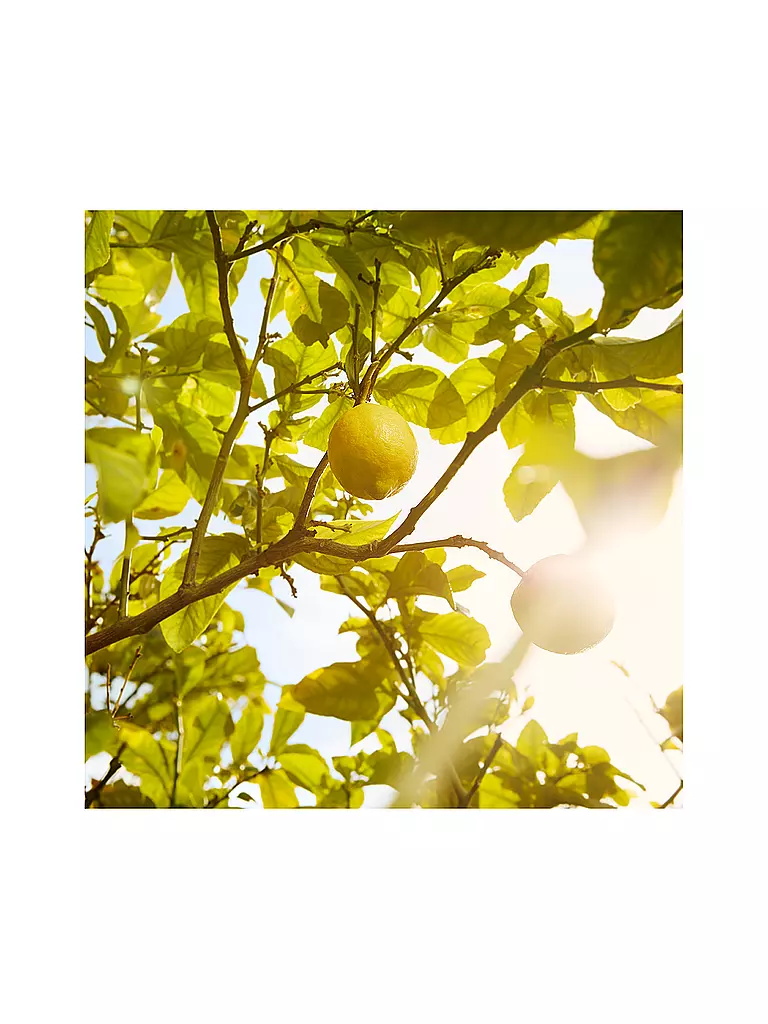MAISON MARGIELA Replica Under the Lemon Trees Eau de Toilette 100ml keine Farbe